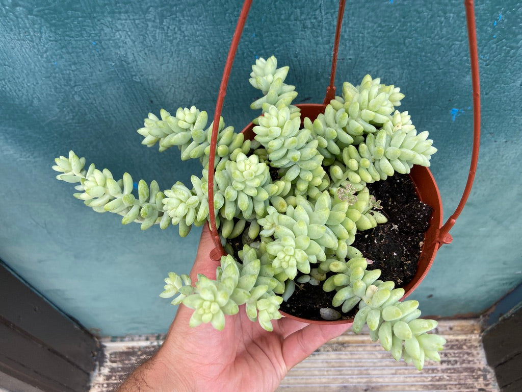 Sedum Burro's Tail - 6"