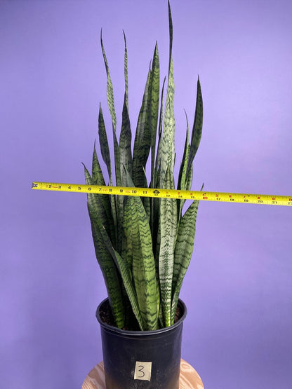 Sansevieria Zeylanica (Snake Plant) - 10" Pot