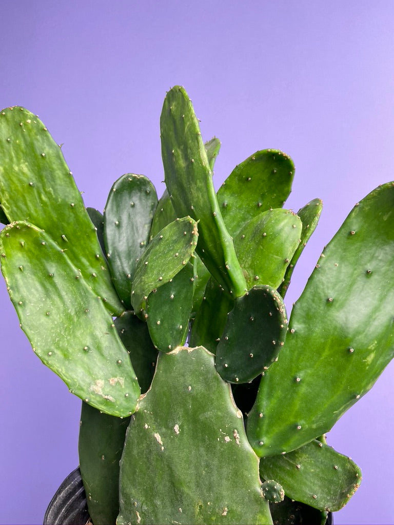 Prickly Pear Cactus (Spineless) - 10" Pot