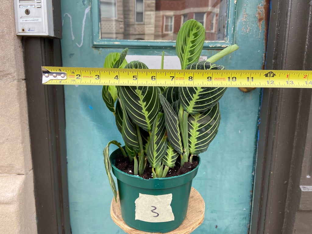 Maranta "Lemon Lime" - 6"