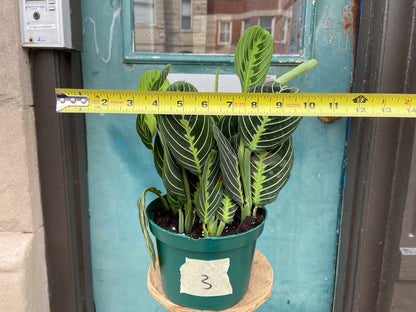 Maranta "Lemon Lime" - 6"