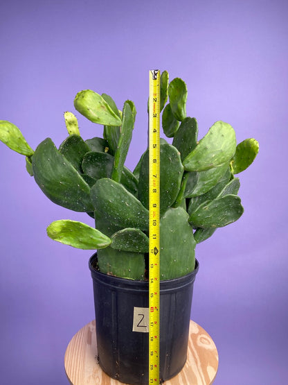 Prickly Pear Cactus (Spineless) - 10" Pot