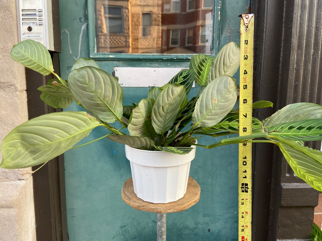 Maranta "Lemon Lime" - 6"
