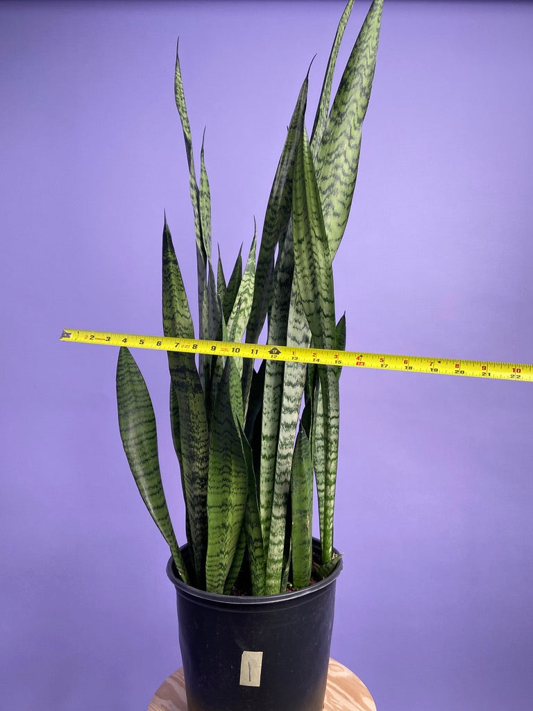Sansevieria Zeylanica (Snake Plant) - 10" Pot