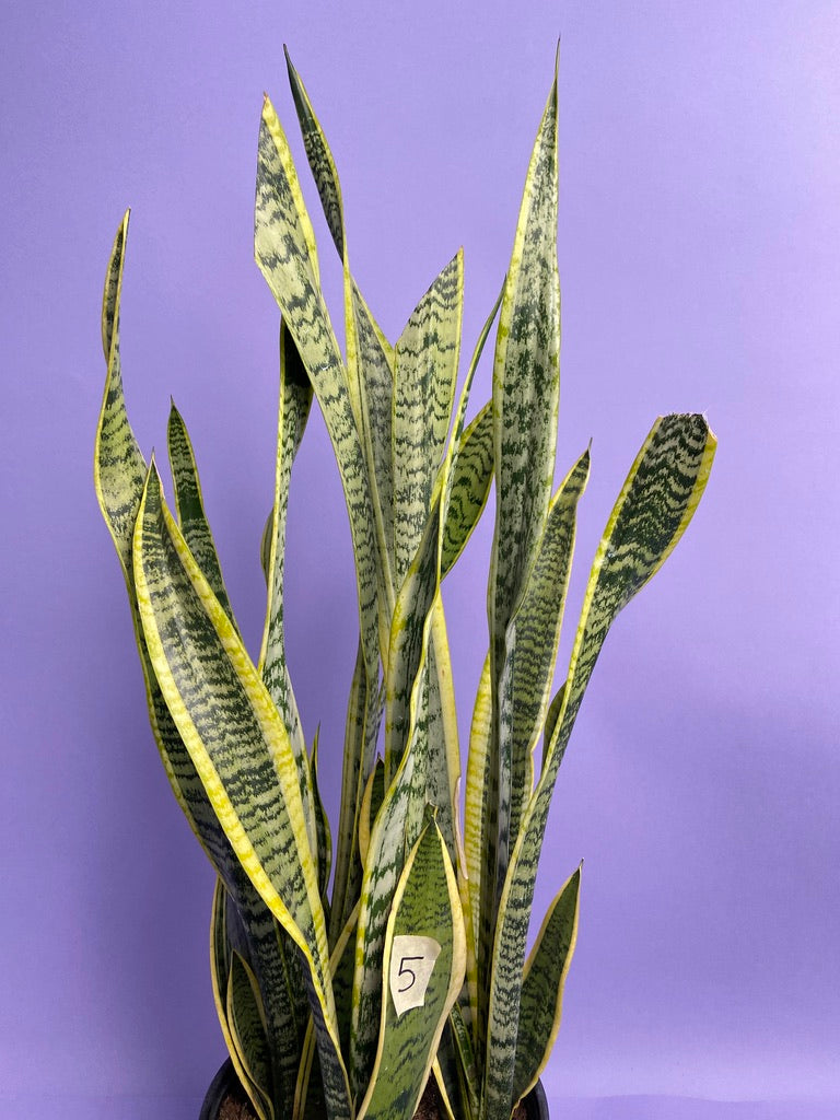 Sansevieria Laurentii (Snake Plant) - 10" Pot