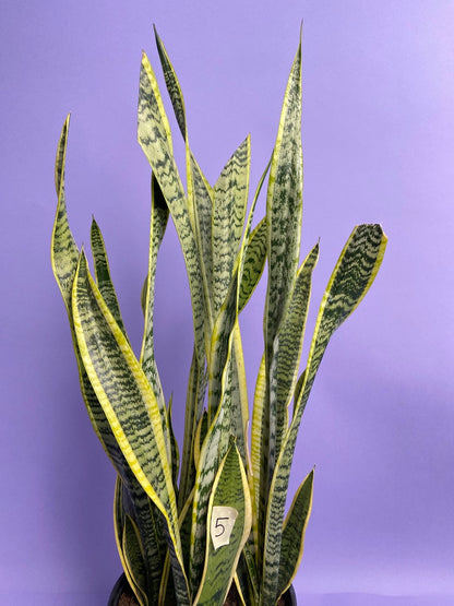 Sansevieria Laurentii (Snake Plant) - 10" Pot