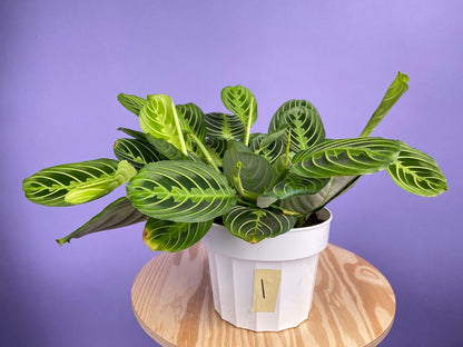 Maranta "Lemon Lime" - 6"