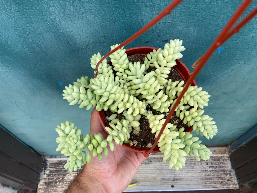 Sedum Burro's Tail - 6"