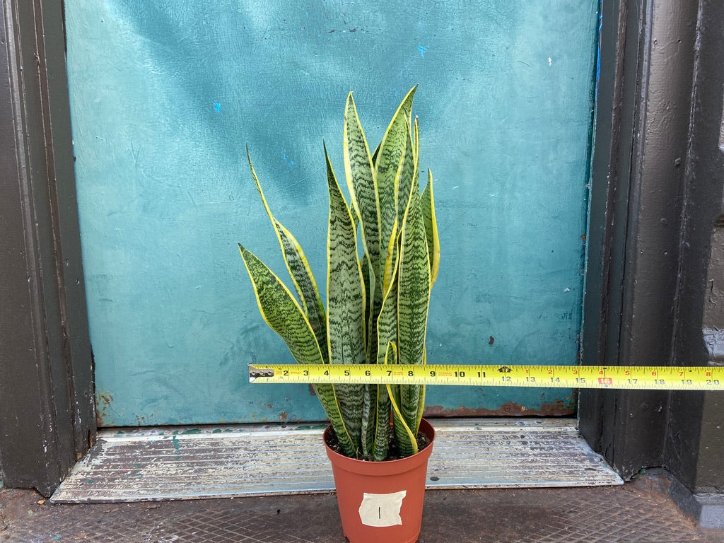 Sansevieria Laurentii (Snake Plant) - 6" Pot