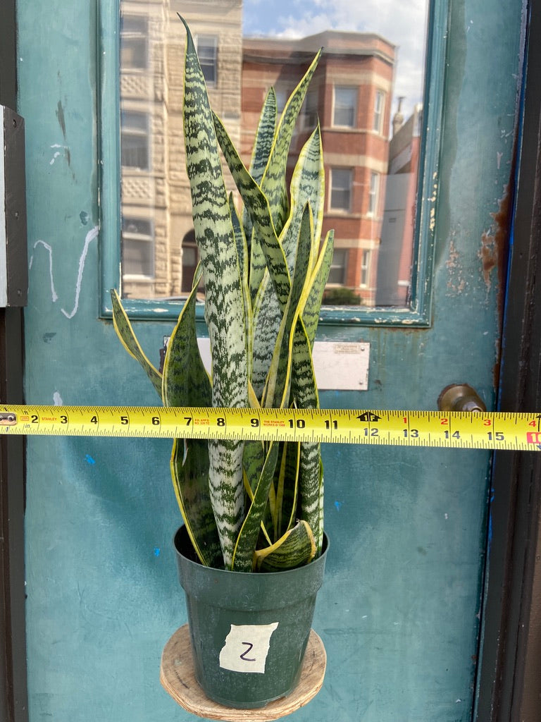 Sansevieria Laurentii (Snake Plant) - 6" Pot