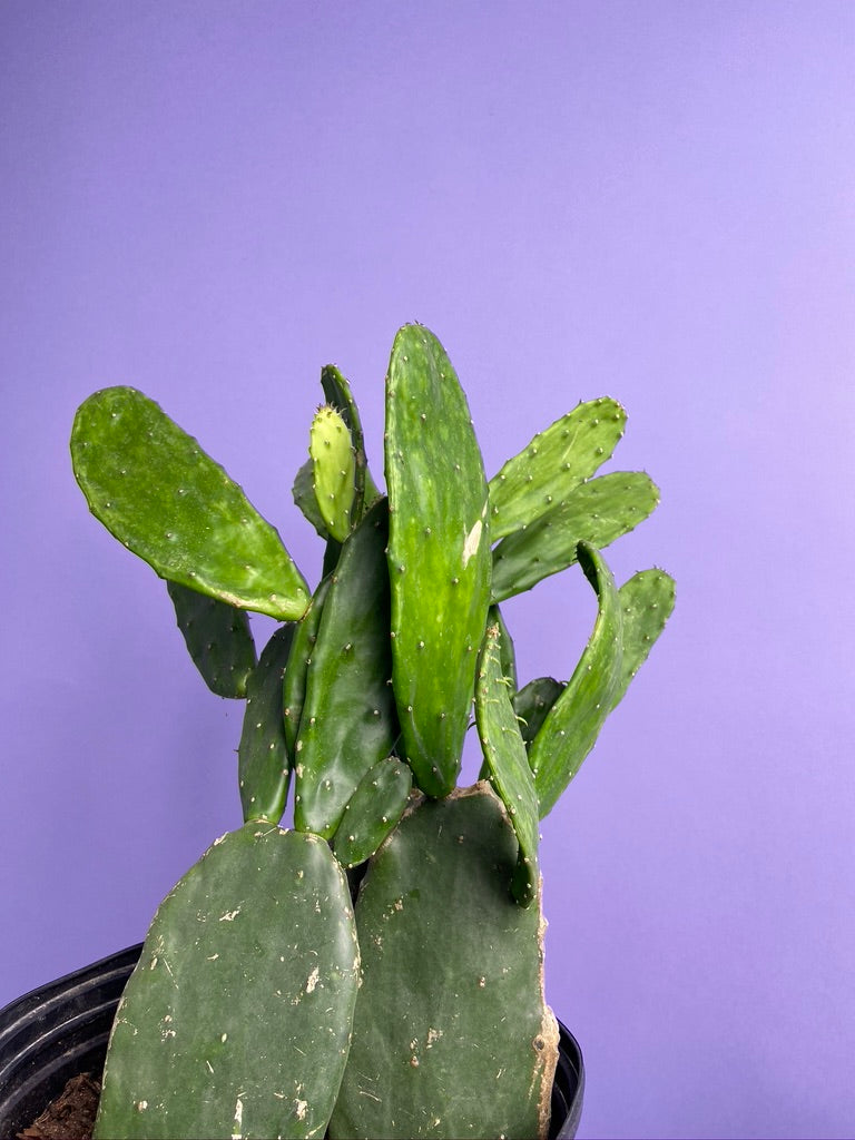 Prickly Pear Cactus (Spineless) - 10" Pot