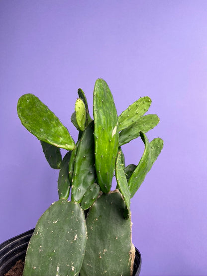 Prickly Pear Cactus (Spineless) - 10" Pot