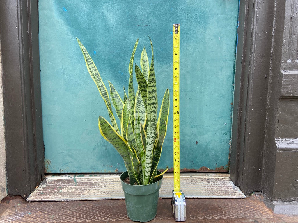 Sansevieria Laurentii (Snake Plant) - 6" Pot