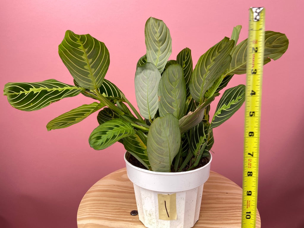 Maranta "Lemon Lime" - 6"