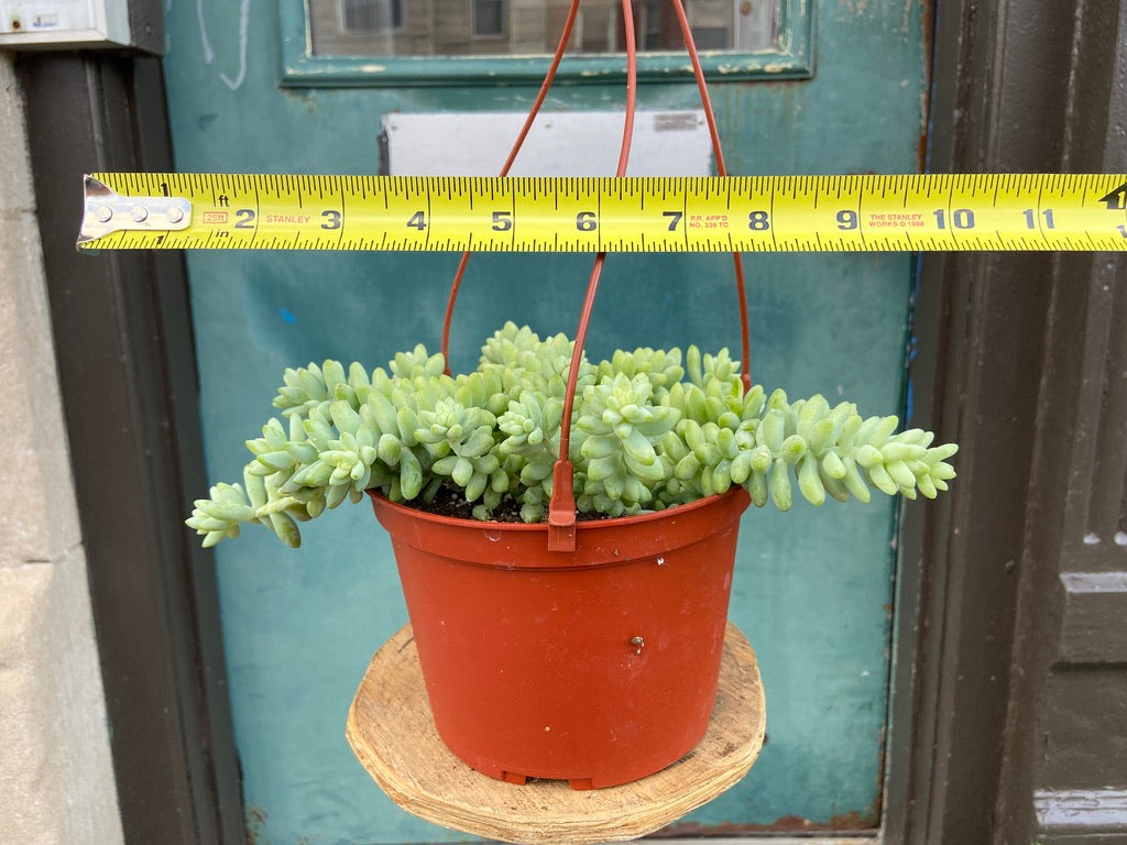 Sedum Burro's Tail - 6"