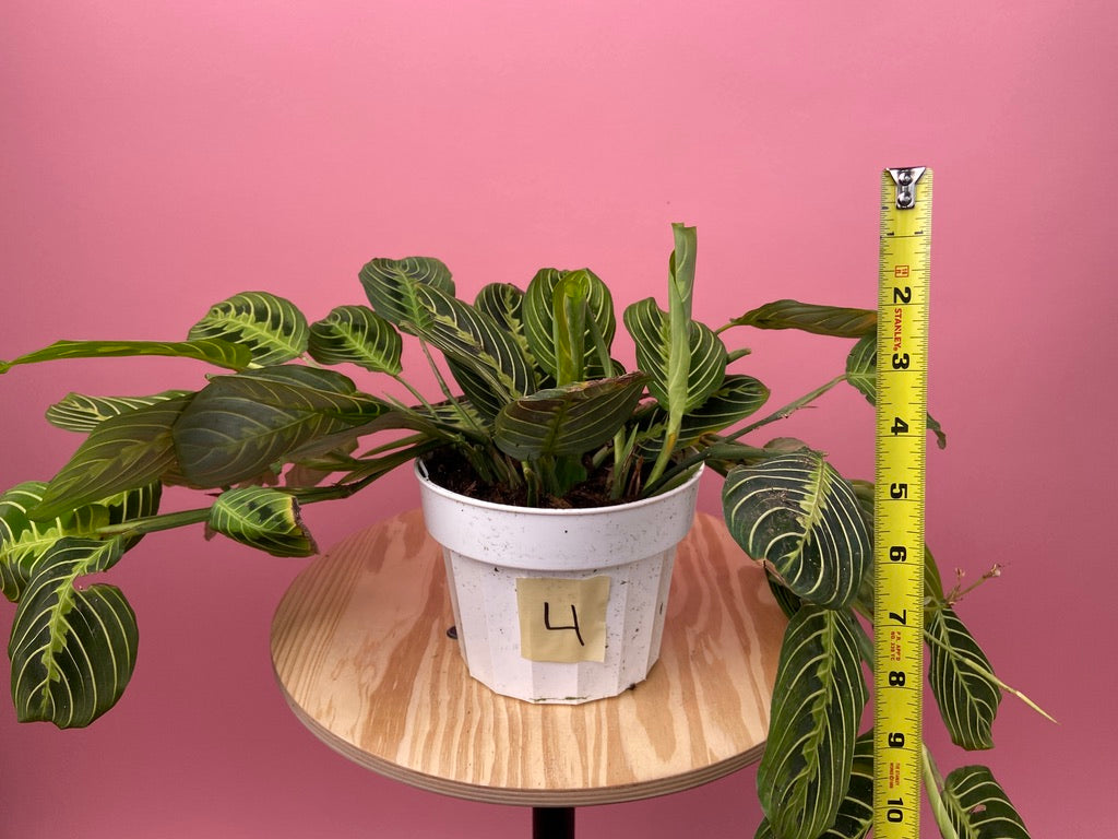 Maranta "Lemon Lime" - 6"