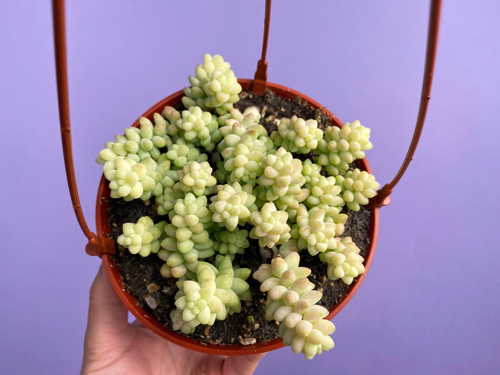 Sedum Burro's Tail - 6"