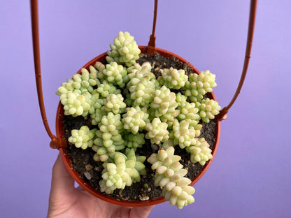 Sedum Burro's Tail - 6"