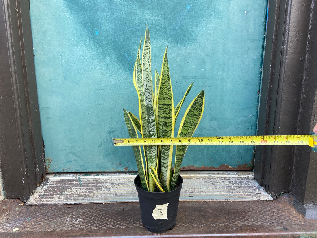 Sansevieria Laurentii (Snake Plant) - 6" Pot