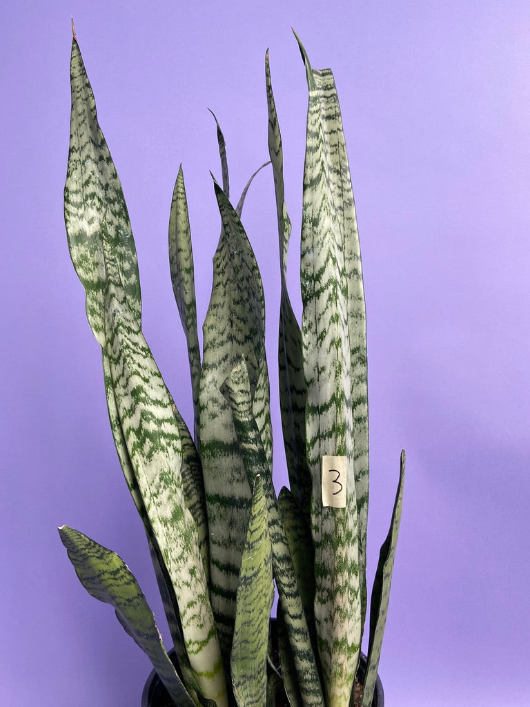 Sansevieria Zeylanica (Snake Plant) - 10" Pot