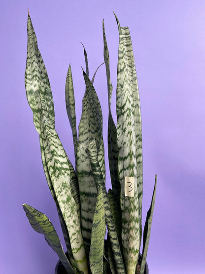 Sansevieria Zeylanica (Snake Plant) - 10" Pot