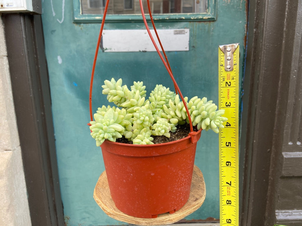 Sedum Burro's Tail - 6"