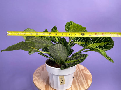 Maranta "Lemon Lime" - 6"
