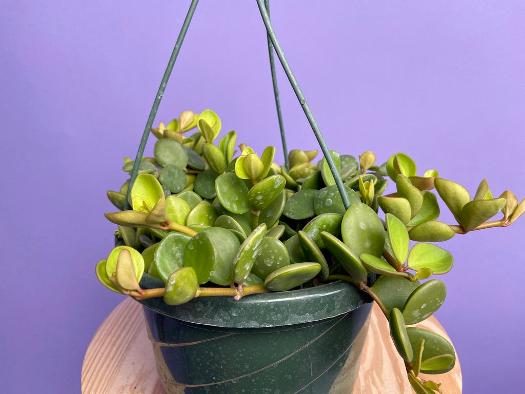 Peperomia "Hope" - 8"
