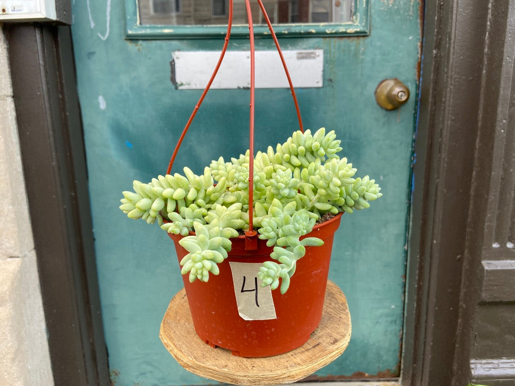 Sedum Burro's Tail - 6"