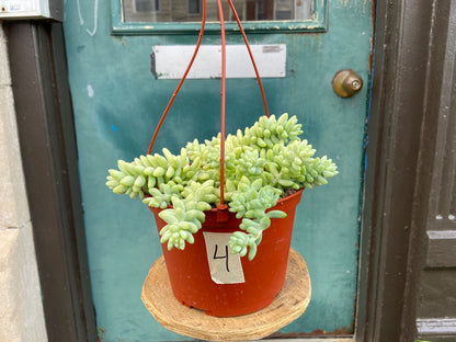 Sedum Burro's Tail - 6"
