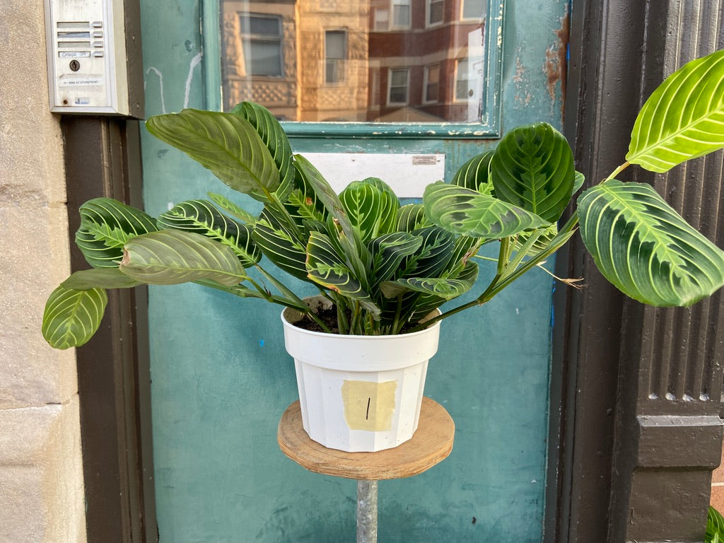 Maranta "Lemon Lime" - 6"