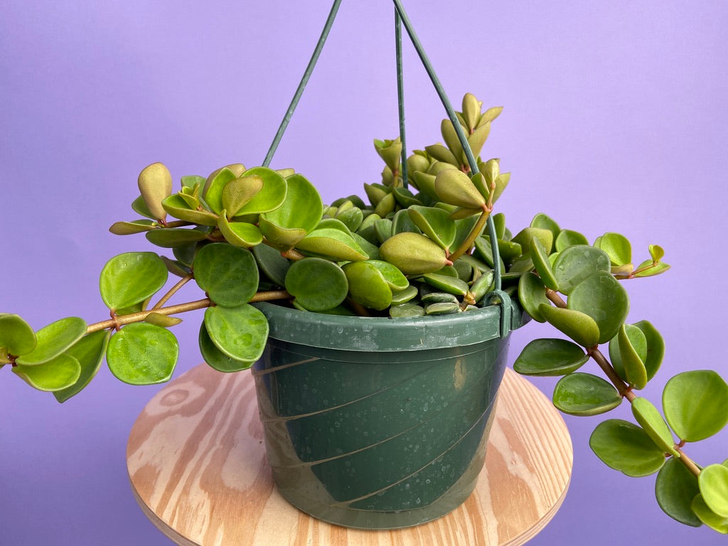 Peperomia "Hope" - 8"