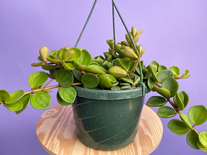 Peperomia "Hope" - 8"