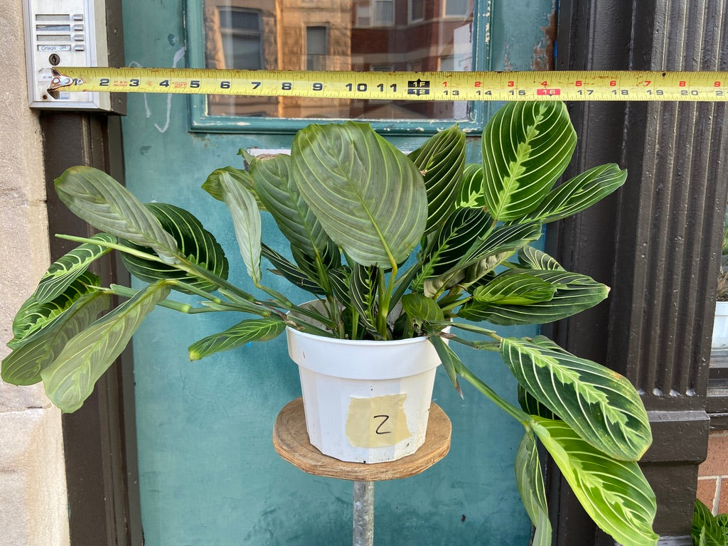 Maranta "Lemon Lime" - 6"