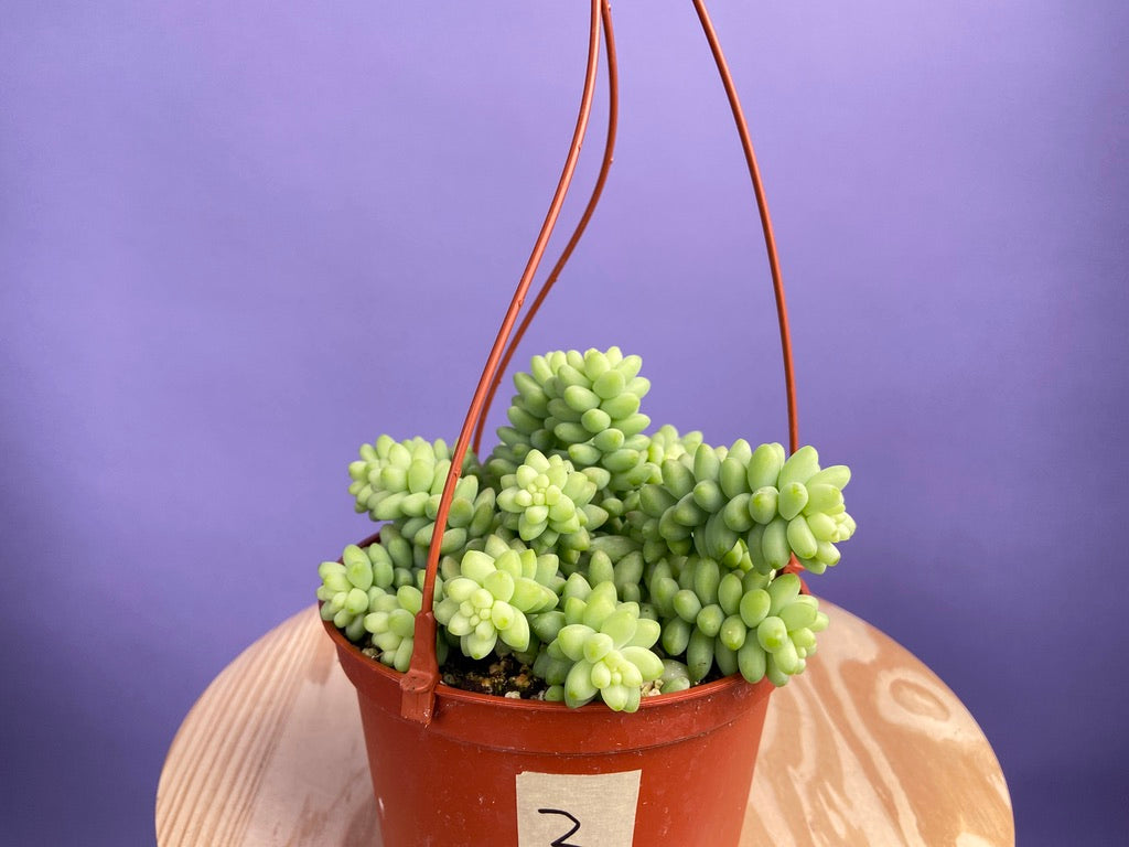 Sedum Burro's Tail - 6"