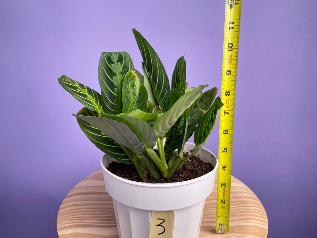 Maranta "Lemon Lime" - 6"
