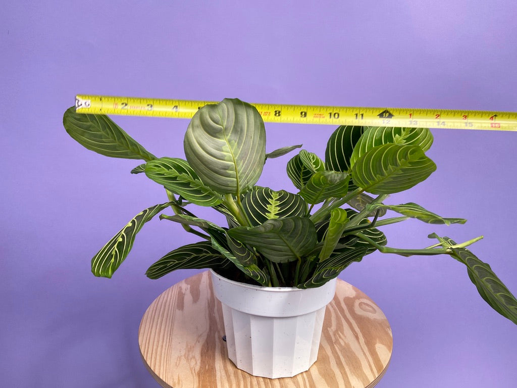 Maranta "Lemon Lime" - 6"
