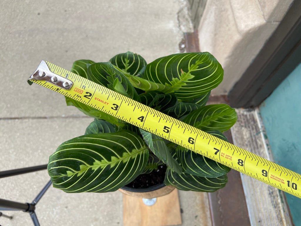 Maranta "Lemon Lime" - 6"