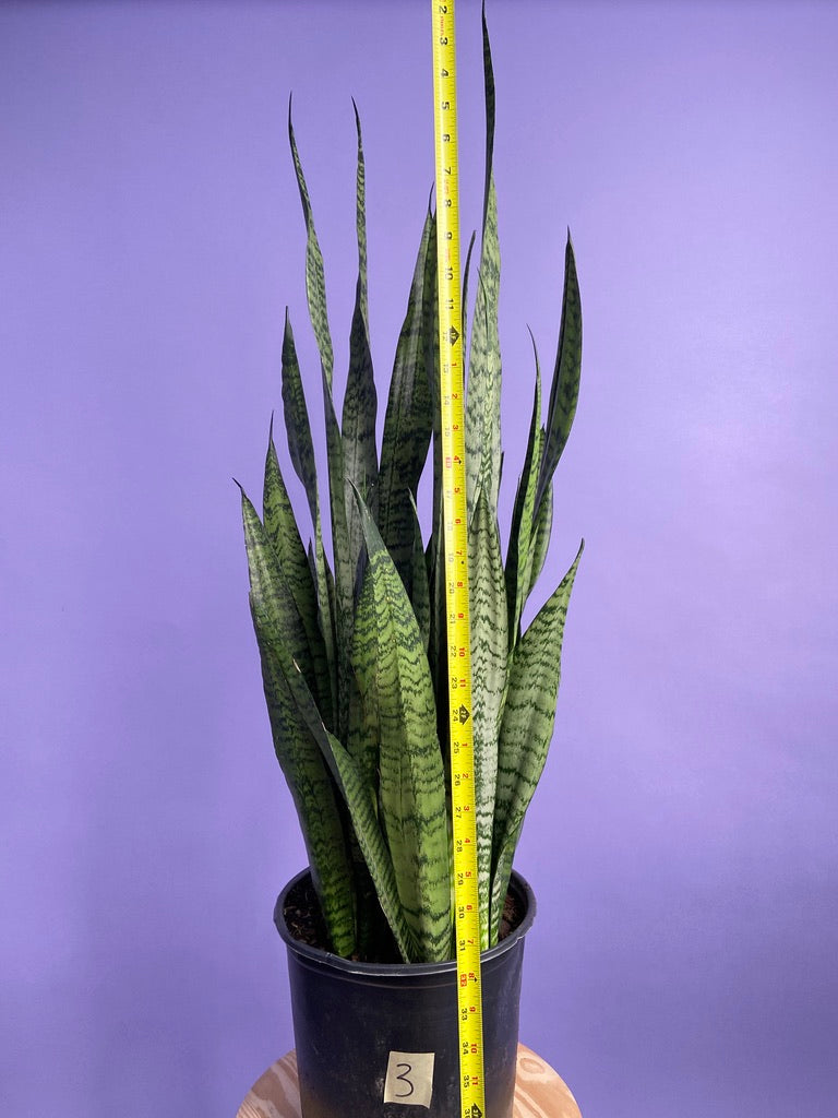 Sansevieria Zeylanica (Snake Plant) - 10" Pot