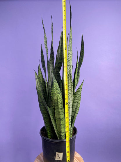 Sansevieria Zeylanica (Snake Plant) - 10" Pot