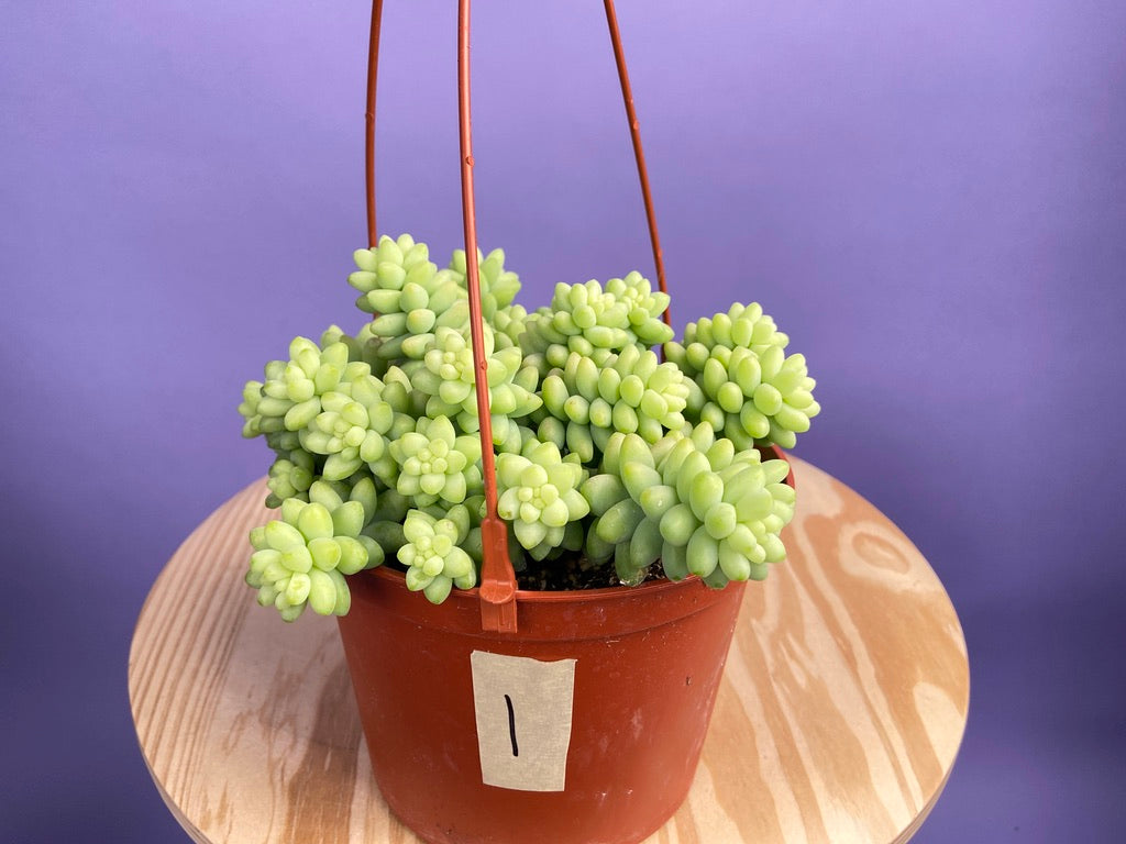 Sedum Burro's Tail - 6"