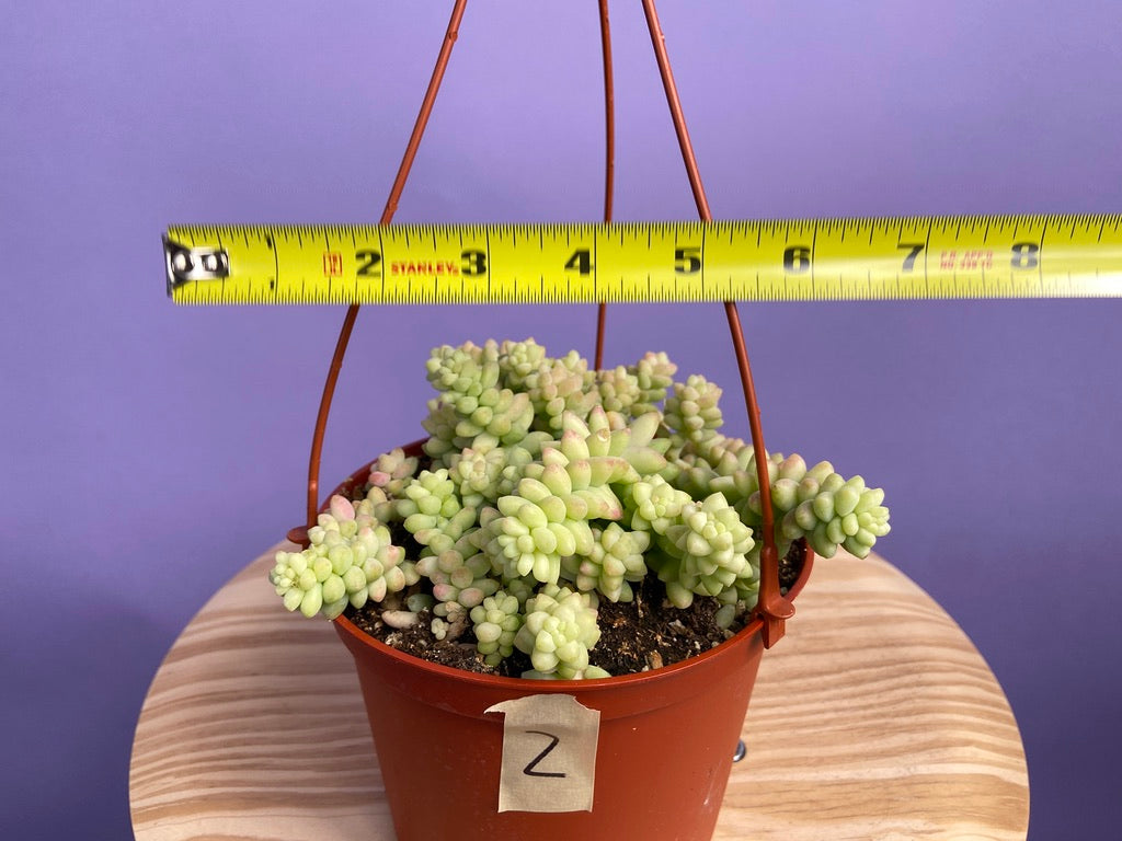 Sedum Burro's Tail - 6"
