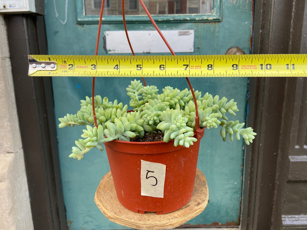 Sedum Burro's Tail - 6"