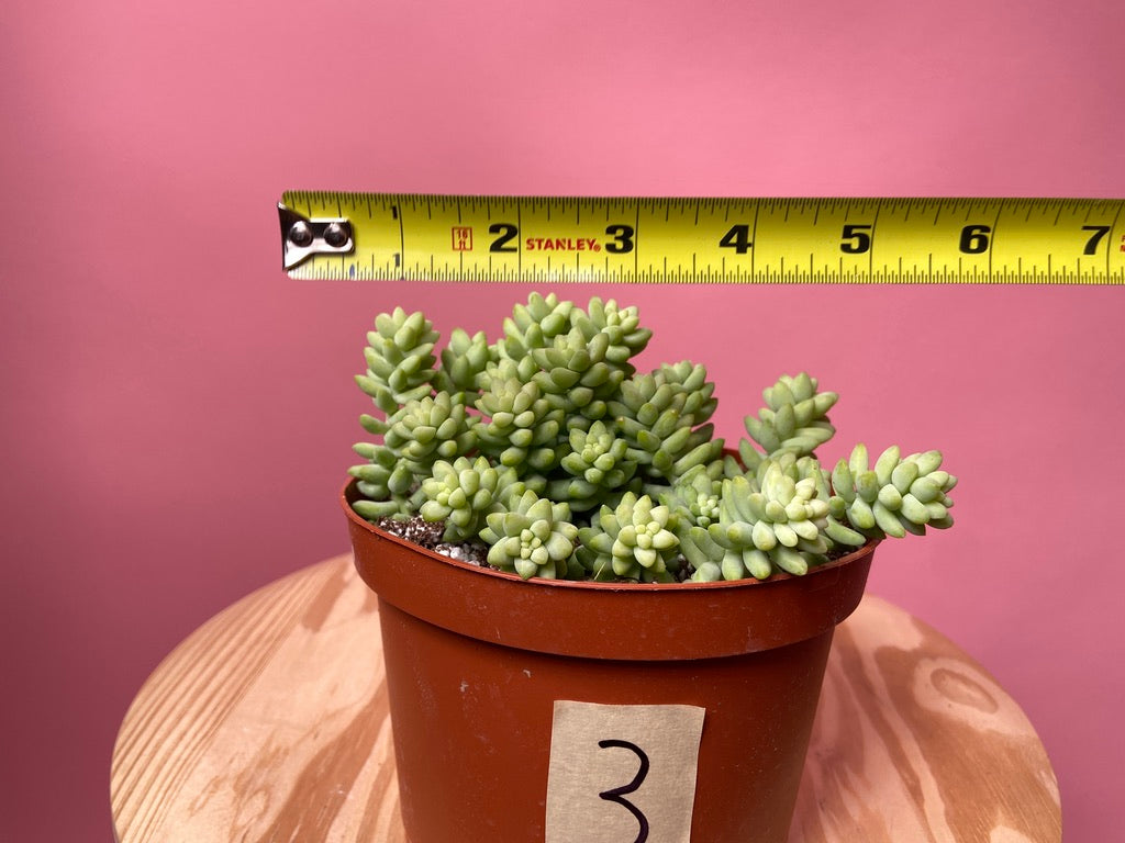 Sedum Burro's Tail - 6"