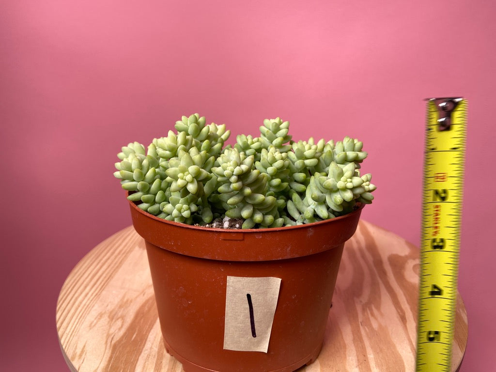 Sedum Burro's Tail - 6"