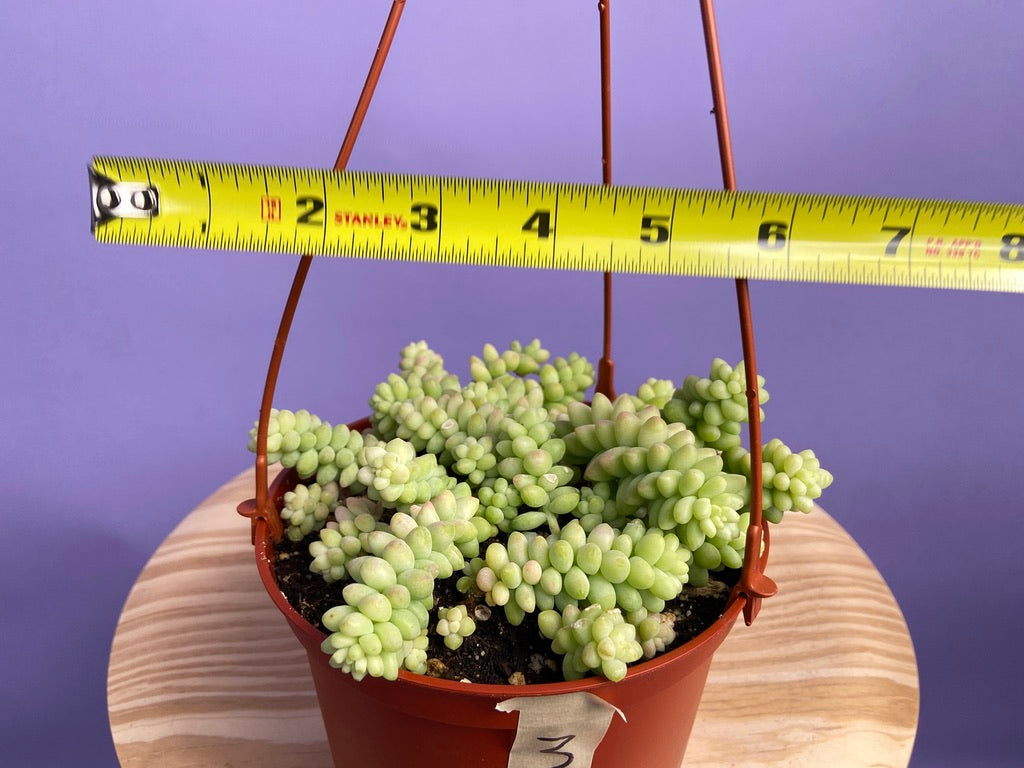 Sedum Burro's Tail - 6"