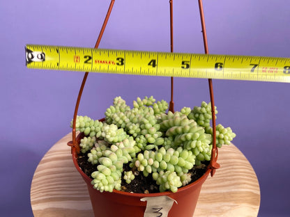 Sedum Burro's Tail - 6"