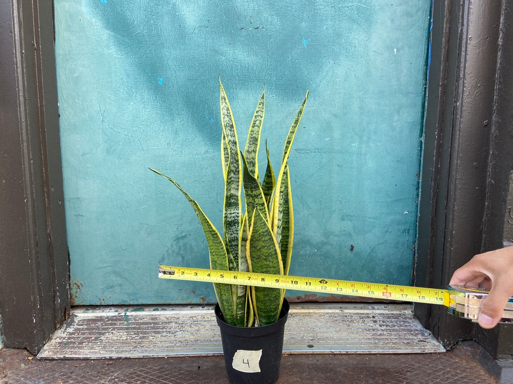 Sansevieria Laurentii (Snake Plant) - 6" Pot