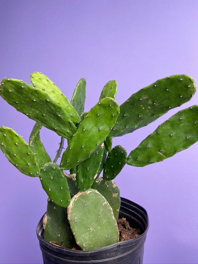 Prickly Pear Cactus (Spineless) - 10" Pot