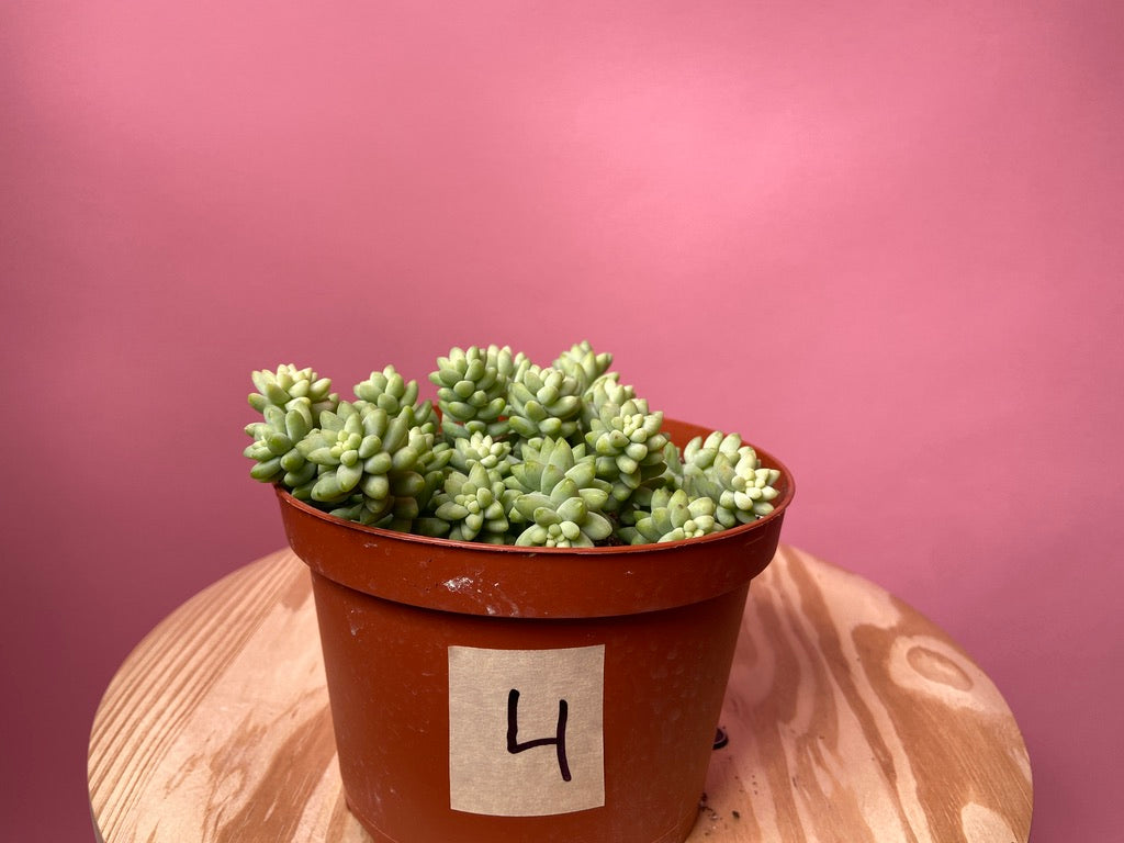 Sedum Burro's Tail - 6"